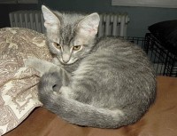 NRN-Kitty