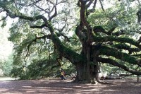 AngelOak